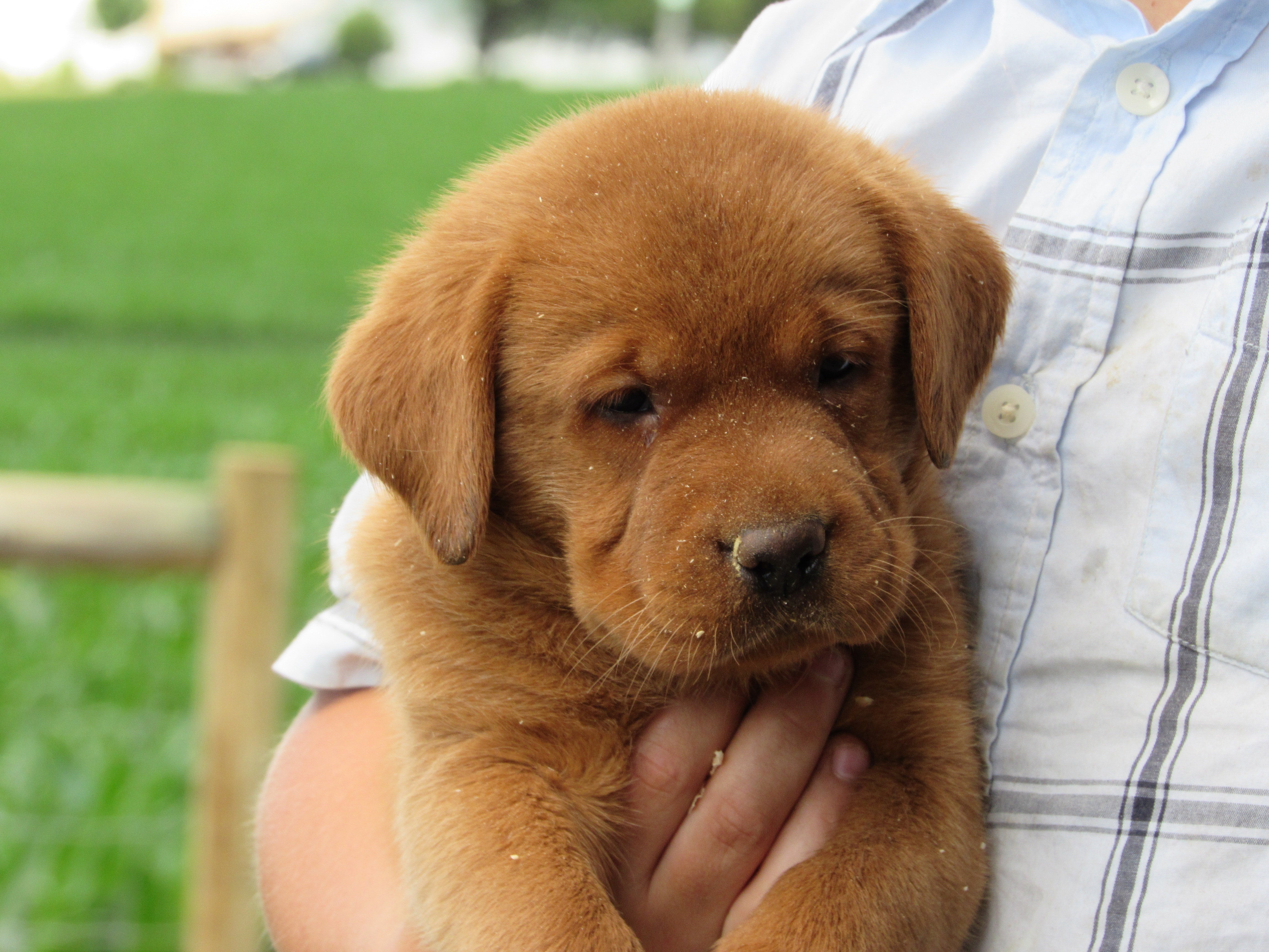 Fox Red English lab pups ready to go home in July. | Lititz Labradors
