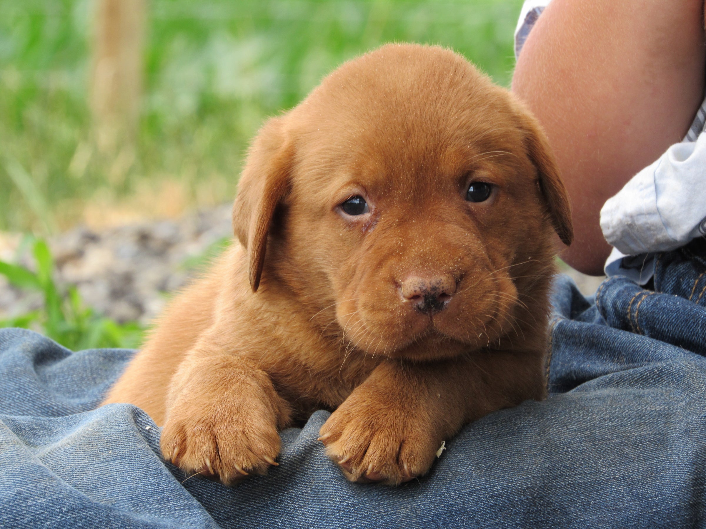 Fox Red English lab pups ready to go home in July. | Lititz Labradors, image size:2400x1800