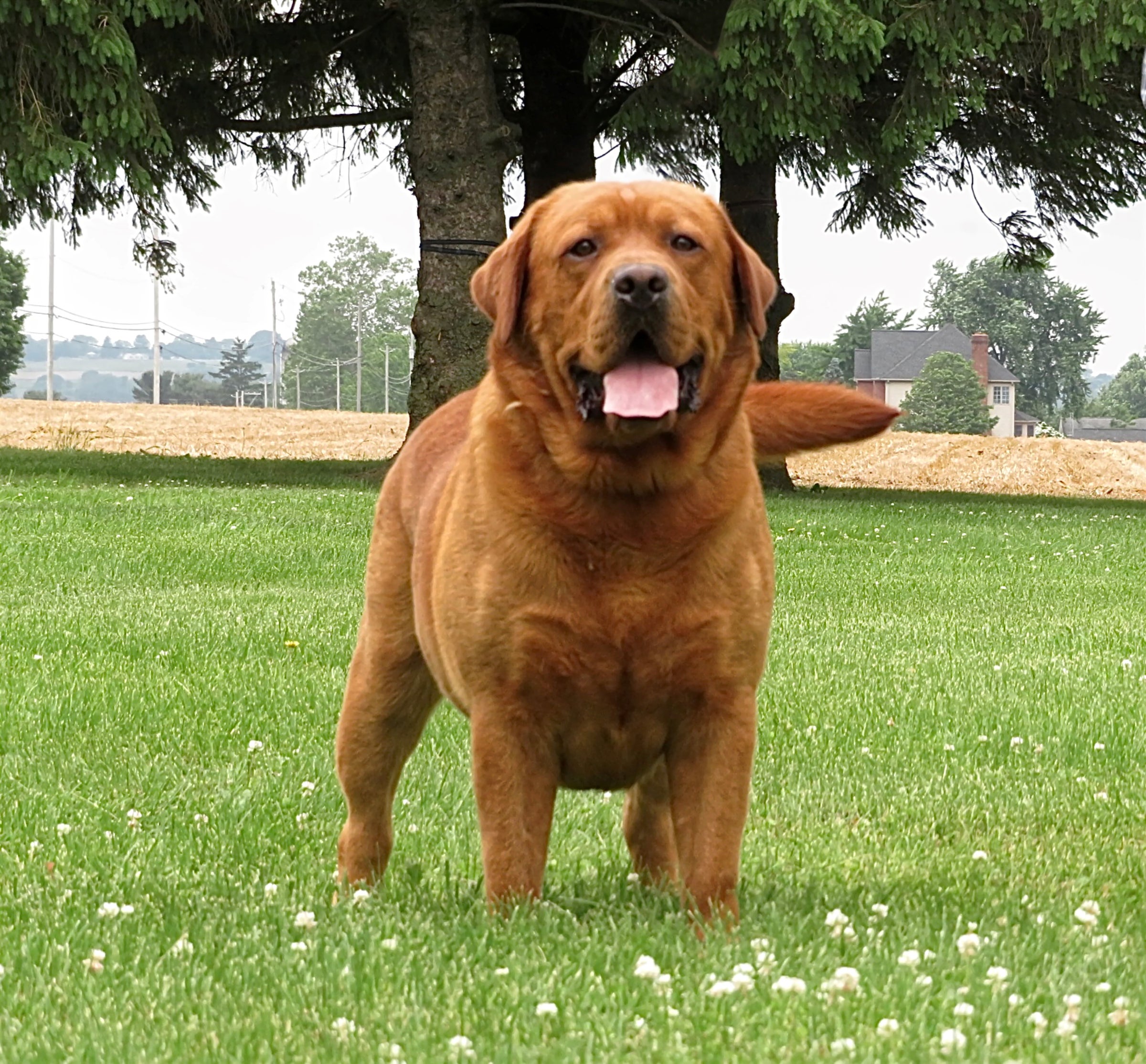 Fox Red English lab pups ready to go home in July. | Lititz Labradors, image size:2400x2228