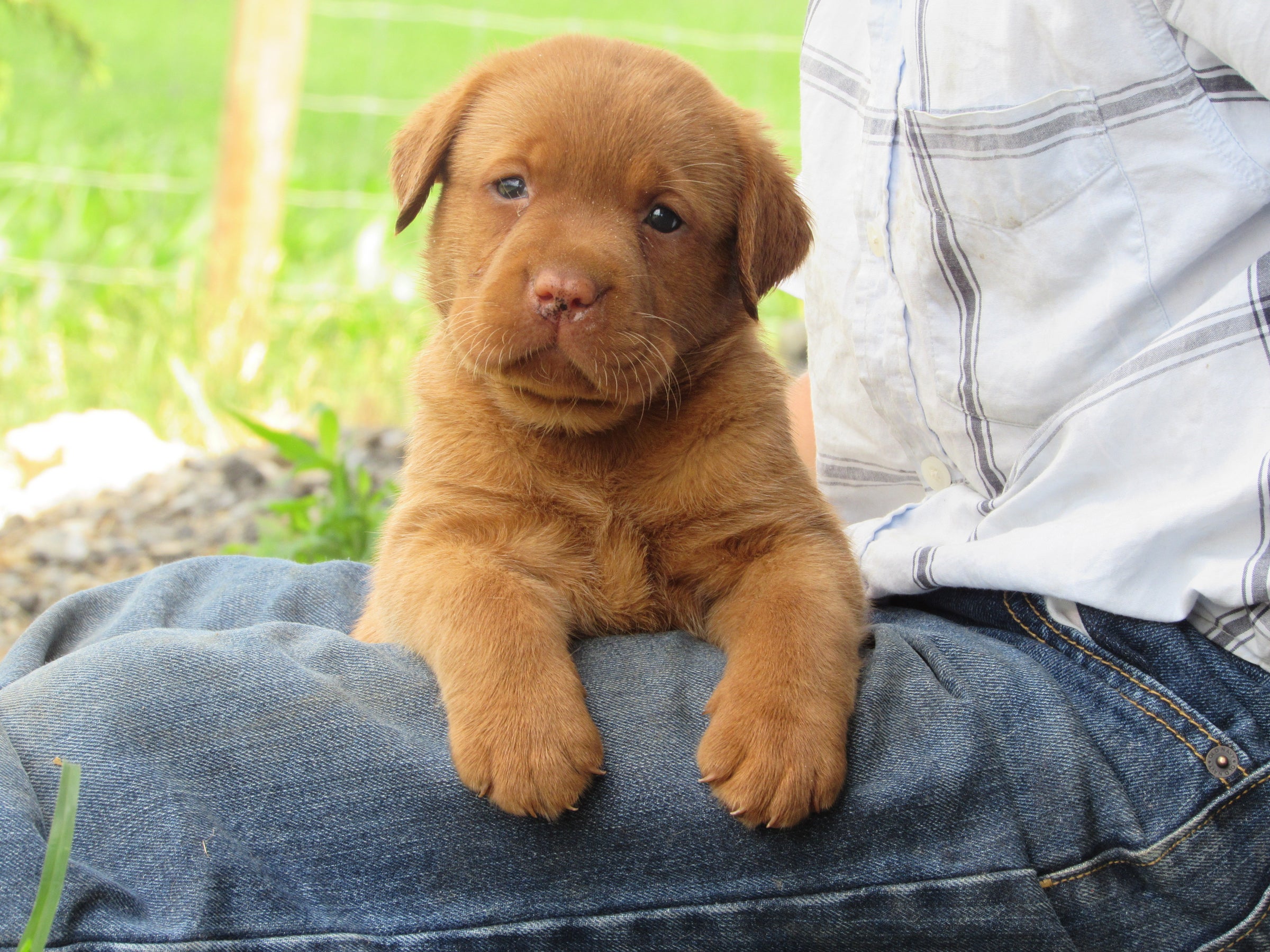 Fox Red English lab pups ready to go home in July. | Lititz Labradors Fox Red English lab pups ready to go home in July. | Lititz Labradors