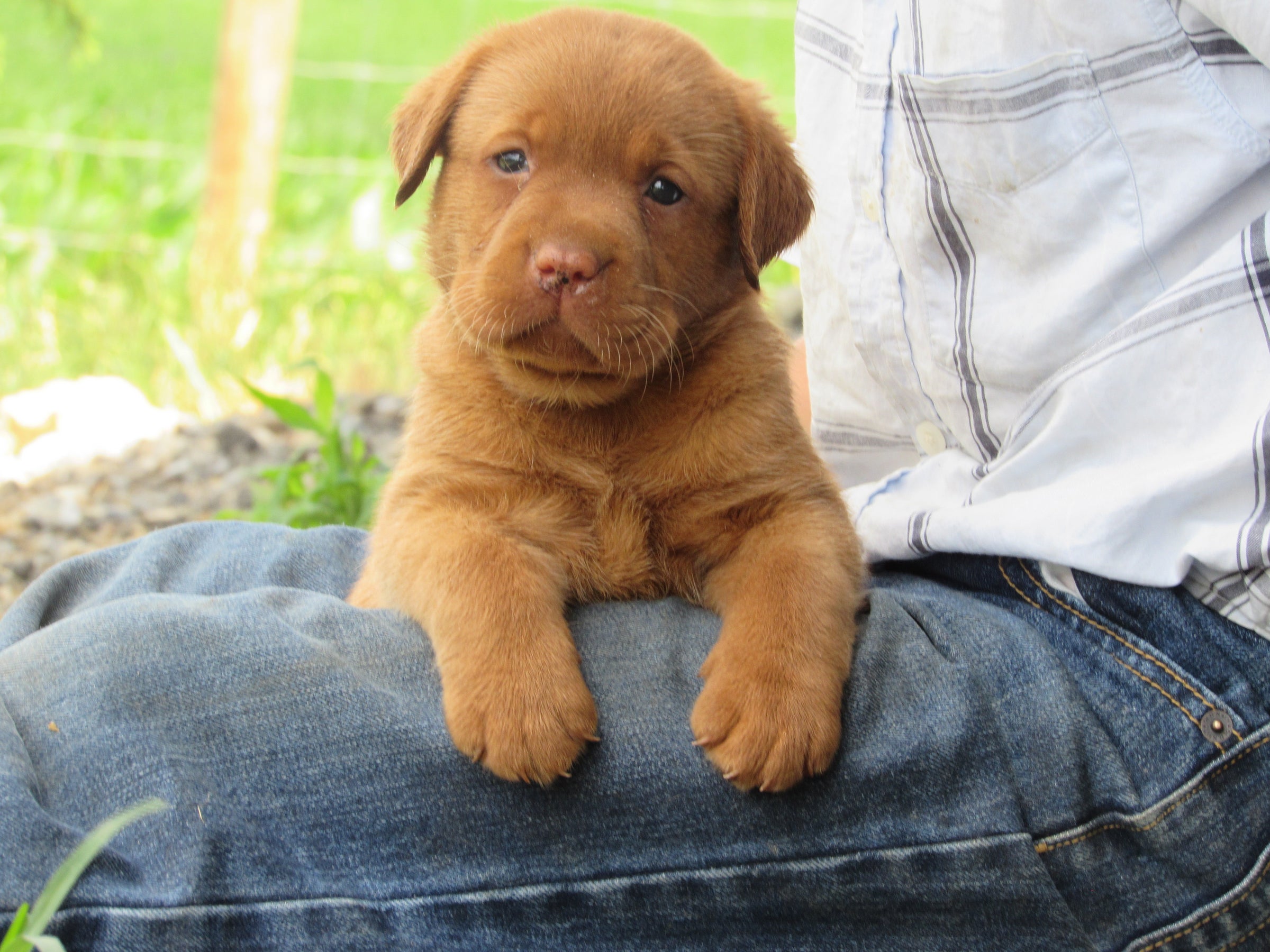 Biebers Mastadors Available Puppies, image size:2400x1800